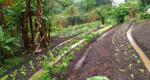 9 Proven Tips To Prepare Land For Terrace Farming | Micro Farm Guide