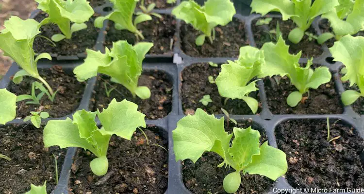 two week old lettuce seedlings in tray