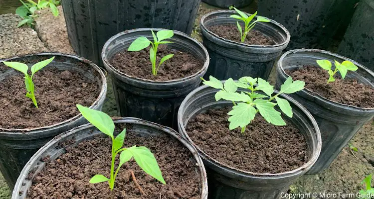 transplanted volunteer pepper and tomato seedlings