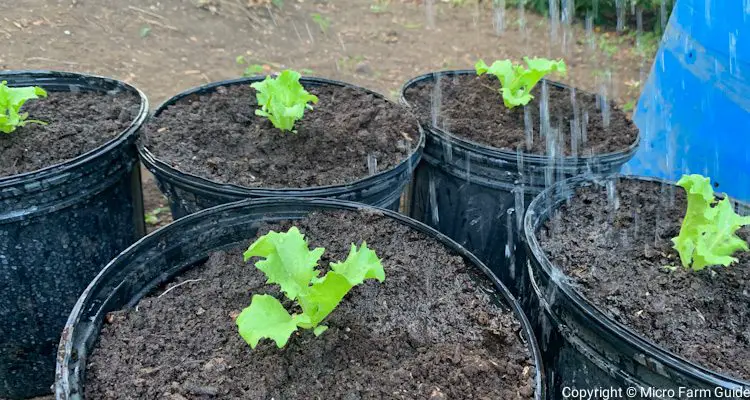 watering newly planted lettuce seedlings