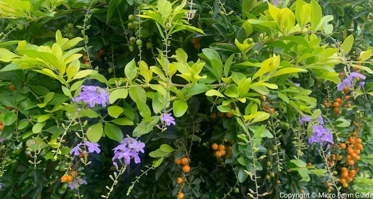 Golden Dewdrop Duranta Erecta