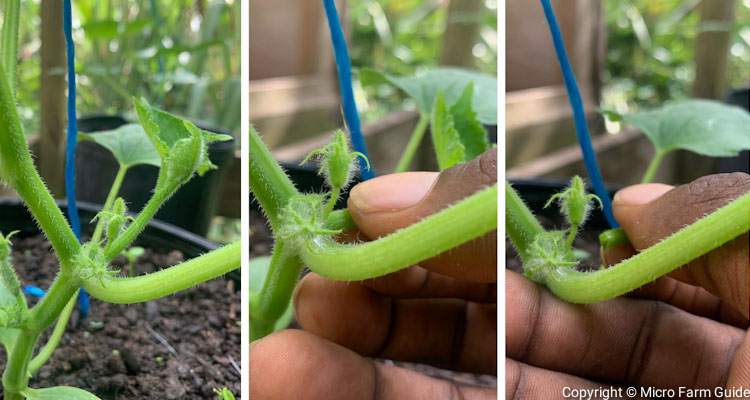 how to prune cucumber plants