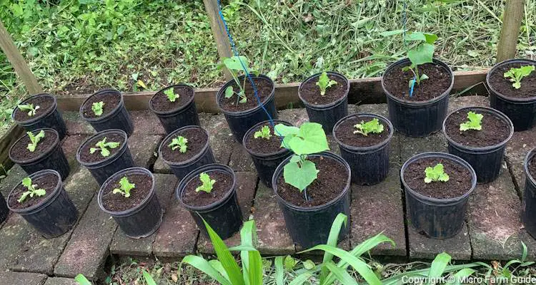 lettuce and cucumber seedlings