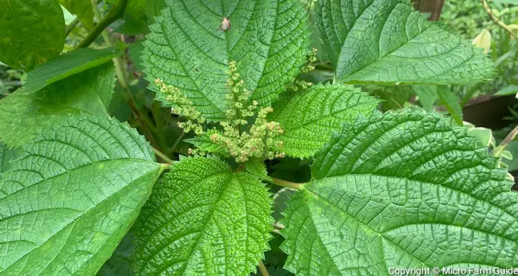 stinging nettle plants growing in container