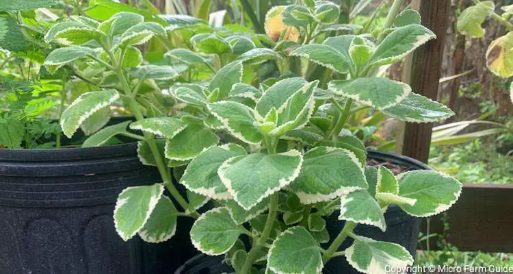 variegated cuban oregano plants in pots