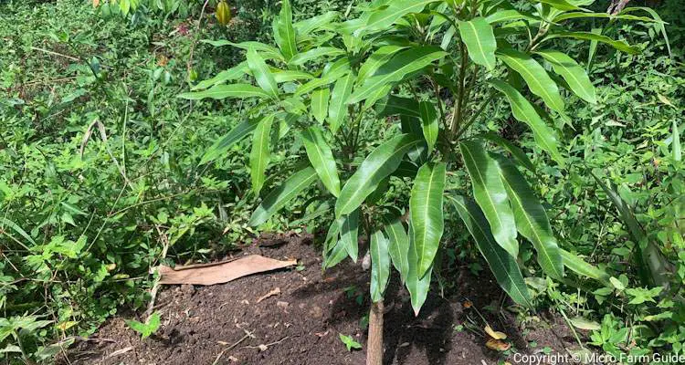 transplanted julie mango tree